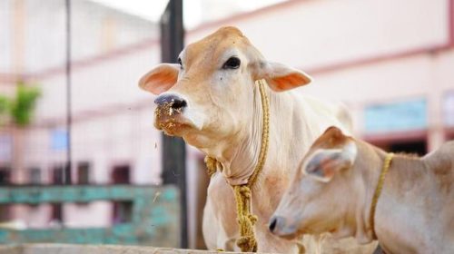 the-indian-milky-cow-selective-focus-photo